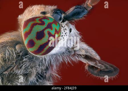 Head of a rain brake (Tabanidae) with the typical colourful banded eyes in side view Stock Photo