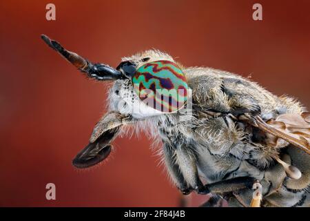 Head and thorax of a rainbird (Haematopota pluvialis), typically the colorful banded compound eyes Stock Photo