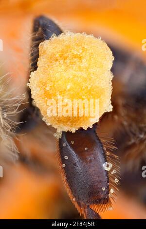 Pollen packet on the leg of a honey bee (Apis mellifera) Stock Photo