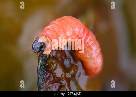 Caterpillar of the Grapholita funebrana (Grapholita funebrana) in the pulp of a plum Stock Photo