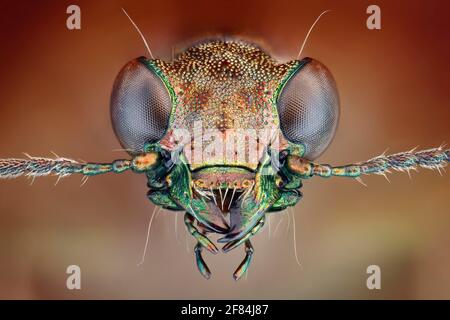 Frontal view of a Rasch beetle (Elaphrus riparius) with shiny metallic chitin armour Stock Photo