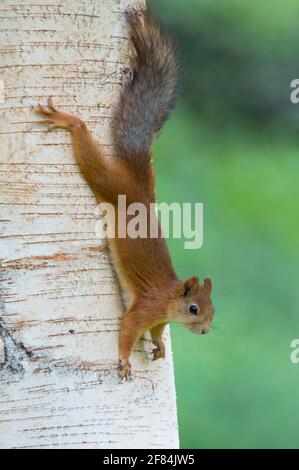 Eurasian red squirrel (Sciurus vulgaris) , Finland Stock Photo