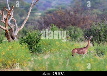 Gerenuk (Litocranius walleri), Samburu National Reserve, Kenya Stock Photo