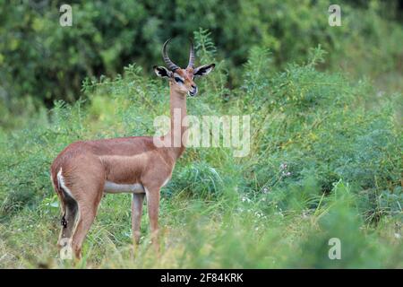 Gerenuk (Litocranius walleri), Samburu National Reserve, Kenya Stock Photo