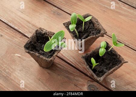 Three organic peat pots with young cucumbers seedlings on the wooden surface , home gardening and connecting with nature concept Stock Photo