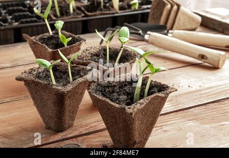 Peat pots with young cucumbers seedlings and gardening tools on the wooden surface , home gardening and connecting with nature concept Stock Photo