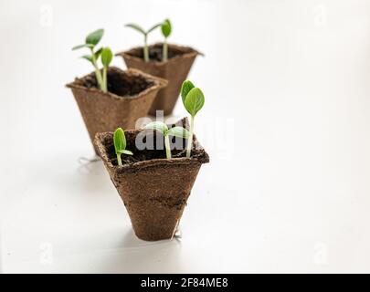 Three peat pots with cucumbers seedlings on the white background, home gardening and connecting with nature concept Stock Photo