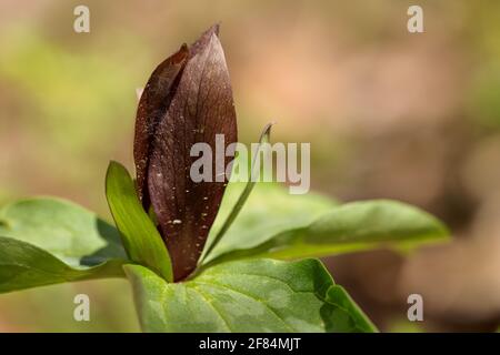 Toadshade (Trillium sessile), Chicopee Woods Nature Preserve - Hall County, Georgia. Toadshade trillium drinking sunshine along the Dodd Trail, as a g Stock Photo