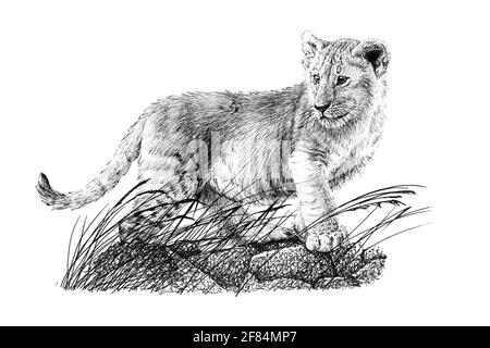 041 Lioness And Lion Cub Print, Drawing by Olga Trifonova | Artmajeur
