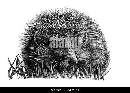 Hand drawn baby hedgehog cub, sketch graphics monochrome illustration on white background (originals, no tracing) Stock Photo