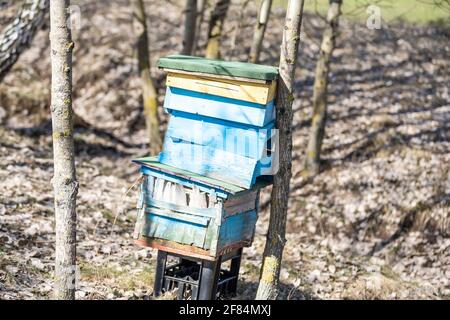 Beehives in a field with trees, hives. Stock Photo