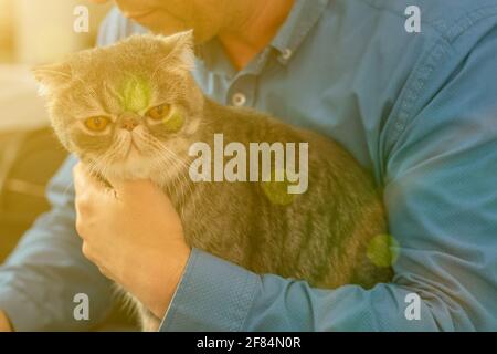 A cute pet tabby cat is sitting in the arms of a man in a white sweater who is stroking his head. Portrait of handsome young man holds a red cat in Stock Photo