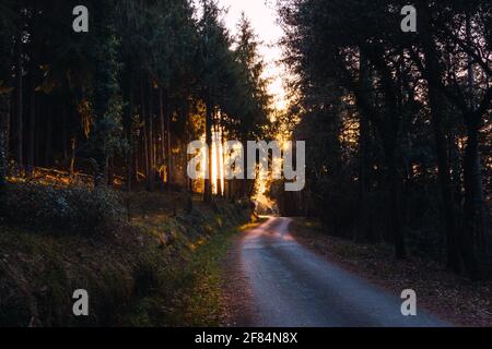 Empty winding asphalt road surrounded by pine trees with the warm golden light of sunset or sunrise in the background. Mountain road. Stock Photo
