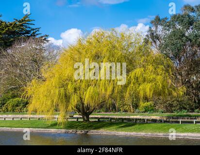 Weeping Willow tree (Salix babylonica) with yellow foliage growing by the side of a small lake in a park in Spring in West Sussex, England, UK. Stock Photo