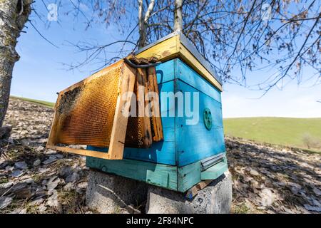 Beehives in a field with trees, hives. Stock Photo