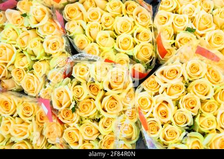 Beautiful rose petals. Yellow roses. Bright bouquet of roses Stock Photo
