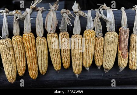 A row of drying corn cobs hang from a fence at the China Ethnic Minorities Museum and Park in Beijing, China Stock Photo