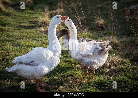 Three geese of the endangered goose breed 'Österreichische Landgans' Stock Photo