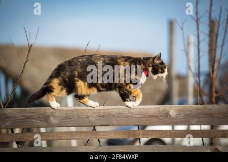 Tortoiseshell farm cat on a wooden fence Stock Photo