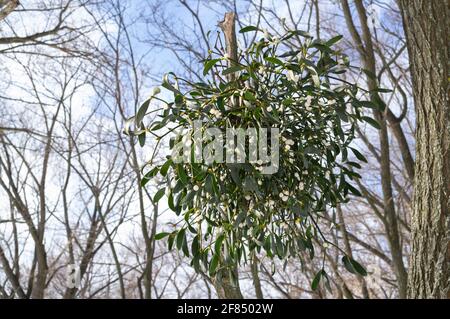 Mistletoe with white berries on a tree without leaves Stock Photo