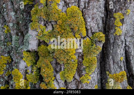 A yellow-green lichen has grown on the bark of the tree. Composite organism living on the bark of trees Stock Photo