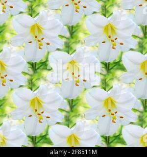 Seamless unfocused floral background with beautiful white lilies. Square framing, art design Stock Photo