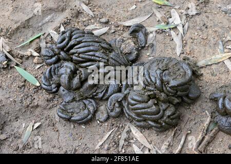 Water buffalo dung pat in Mui Wo, or Silvermine Bay, Lantau island, Hong Kong, China Stock Photo