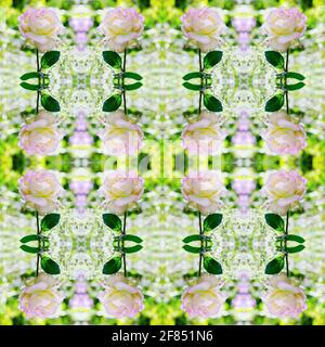 Seamless unfocused background with delicate two-tone roses. Square framing, art design Stock Photo
