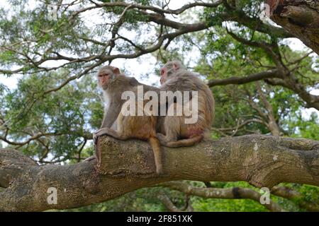 A group of rhesus macaques groom on a tree branch in the forest at  Kowloon Reservoir country park, Kowloon, Hong Kong, China Stock Photo