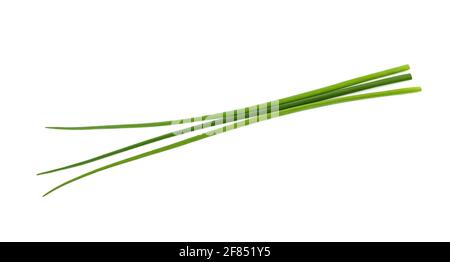 Fresh Chives  isolated on white background Stock Photo