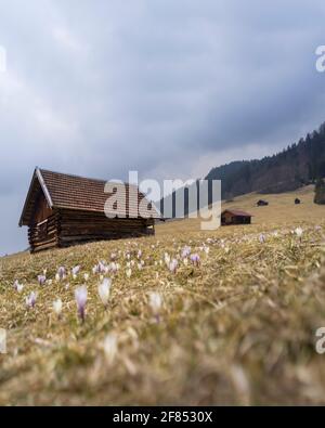 Spring in the mountains - crocuses blooming on meadow with wooden huts Stock Photo