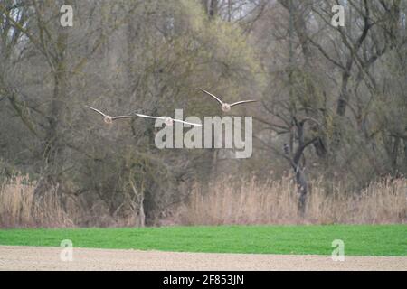 A pair of greylag geese flying over a field Stock Photo