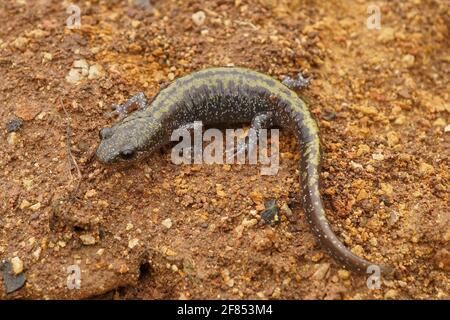 A Western long-toed salamander, Ambystoma macrodactylum on the ground Stock Photo