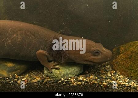 A closeup shot of a large neotenic adult coastal giant salamander, Dicamptodon tenebrosus Stock Photo