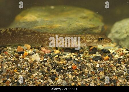 A closeup shot of a large neotenic adult coastal giant salamander, Dicamptodon tenebrosus Stock Photo