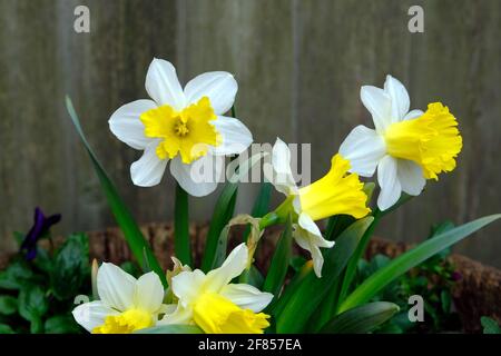Group of white daffodil with yellow trumpets (Narcissus tazetta) in a Glebe garden in springtime. Ottawa, Ontario, Canada. Stock Photo