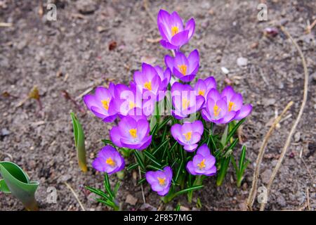 Small cluster of beautiful light purple flower and yellow stigma of spring crocususes (Crocus vernus) just in bloom. Ottawa, Ontario, Canada. Stock Photo
