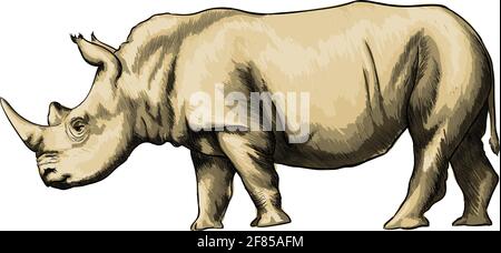 Rhinoceros from a splash of watercolor, colored drawing, realistic. Vector illustration of paints Stock Vector
