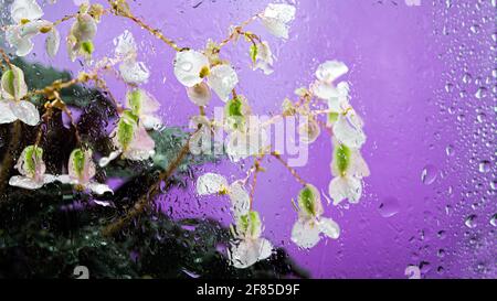 Floral background, beautiful flowers with white petals on a purple background with drops. Flowers in raindrops. Stock Photo