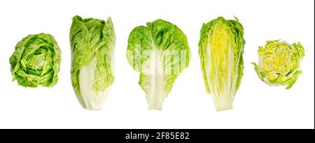 Romaine lettuce hearts. Whole and cross sections of cos lettuce heads in a row. Sturdy dark green leaves with firm ribs down their centers. Stock Photo