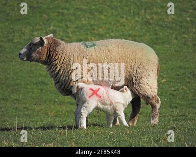 small cute white Spring lamb marked X in red with plastic coat for warmth suckling from its mother ewe in Cumbria, England, UK Stock Photo
