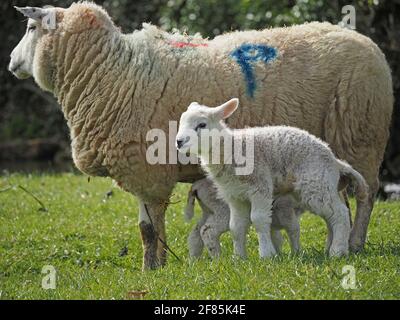 two 2 small cute white Spring lambs with their mother ewe marked P in blue in Cumbria, England, UK Stock Photo