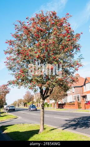 Sorbus aucuparia, Rowan, Mountain Ash, picture showing berries in autumn. Has dark green leaves in summer turning red or yellow in autumn. Stock Photo