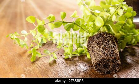 Close-up of green home Peperomia plant with roots on wooden table ready for planting in flowerpot. Indoor gardening concept. DIY home garden. Concept Stock Photo