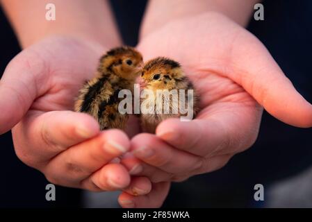 Animal Farm Quail Chicks Stock Photo Alamy