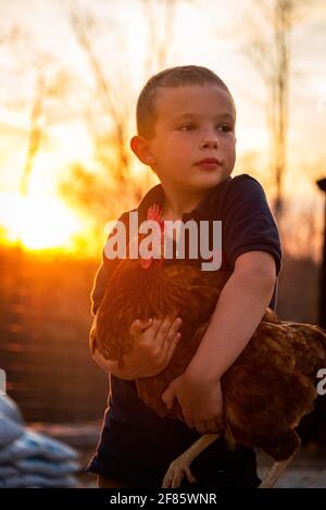 Sunset behind boy holding a red star chicken hen enjoying country living. Stock Photo