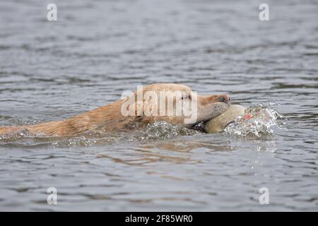 A golden retriever swims with a duck decoy in Hauser, Idaho. Stock Photo