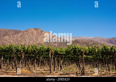 Cafayate vineyards in southamerica on a summetime Stock Photo