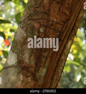 Close up of a brown tree trunk with a small black butterfly with white dots and orange stripes on it Stock Photo