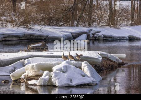 Canada geese on the Chippewa River in northern Wisconsin. Stock Photo